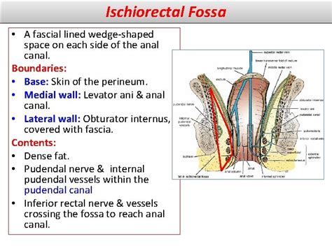 female anal